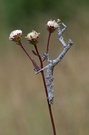 Baum-Mantis
