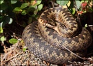 Kreuzotter (Vipera b. berus)