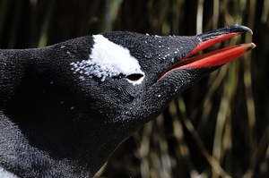 Eselspinguin döst auf dem Nest