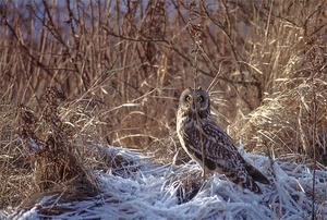 Sumpfohreule (Asio flammeus)