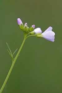 Wiesenschaumkraut