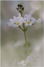 Ganz in Weiss - Wasserfeder   (Hottonia palustris)  ND