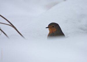 Rotkehlchen