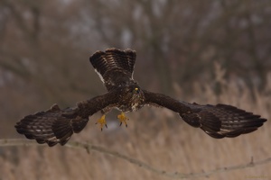 Mäusebussard