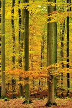 Im  Herbstwald