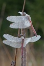 Sumpf-Heidelibelle im Doppelpack