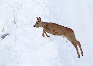 Rehwild im Winter