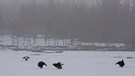 Black grouse playing on frosen bogland