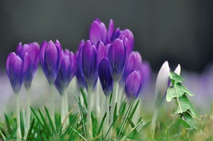 Krokus Gruppenbild