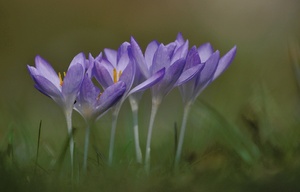 zarte blaue Krokusse