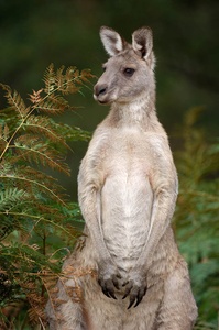 Graues-Riesenkänguru ND