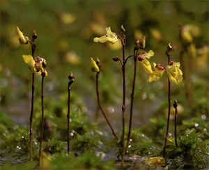 Kleiner Wasserschlauch ND