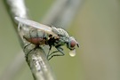 Fliege mit Verdauungsblase [ND]