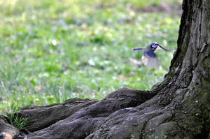 Blaumeise im Anflug