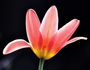 orange Tulpe