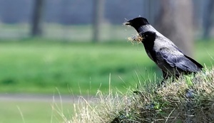 Zeit zum Nestbauen