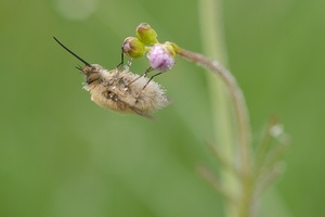 Mein erstes Insektenmakro...