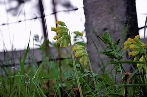 Schlüsselblume hinter Stacheldraht