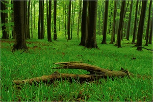 regengrüner Wienerwald