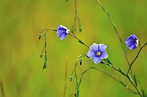 Österreischer Lein