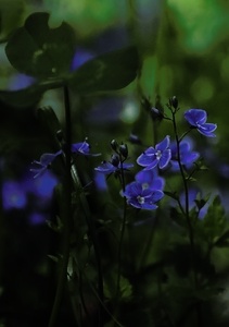 Die kleinen Blauen