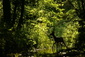 Bachläufer