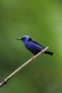 Tuerkisnaschvogel, Costa Rica