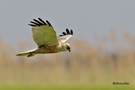 Rohrweihe im Flug