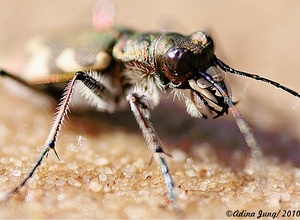 Bunte Bestie (Coleoptera)