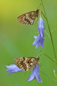 Fritillary