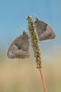 Ochsenaugen Duo