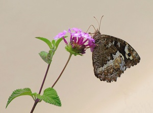 WEISSER WALDPORTIER (2)