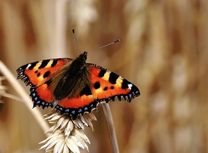 kleiner Fuchs