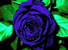 Blaue Rose EBV
