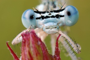 Schöne Augen machen