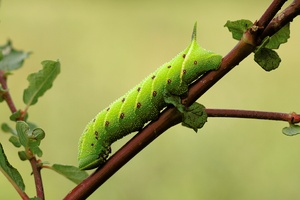 " Smerinthus ocellata " Abendpfauenauge