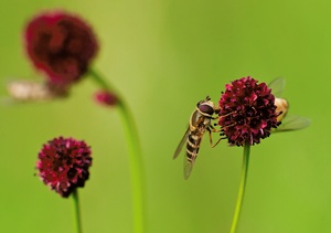 Schwebfliegen - ja, welche Arten ?- ...