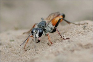 Heuschrecken-Sandwespe  (Sphex funerarius) 1