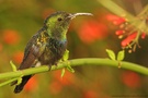 Doktorvogel (Eulampis holosericeus)