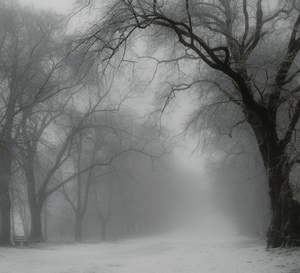 Allee im Nebel