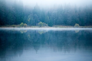 Nebel am Feldsee