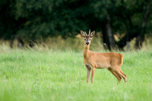 Noch so ein Capreolus!