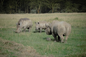 Rhino Familie