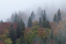 Herbstlicher Urwald 6