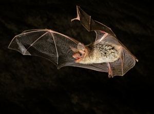 Das Kleine Mausohr (Myotis oxygnathus) ...