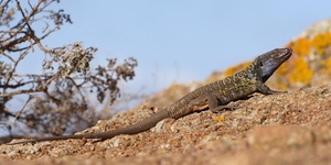 (KD) Gallotia Galloti (Teneriffa)