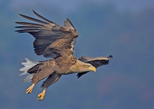 Seeadler