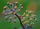 Keine "Angstblüte" a la Martin Walser...