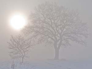 Winternebel