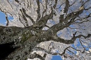 Windbuche am Schauinsland